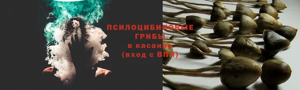 трава Белокуриха